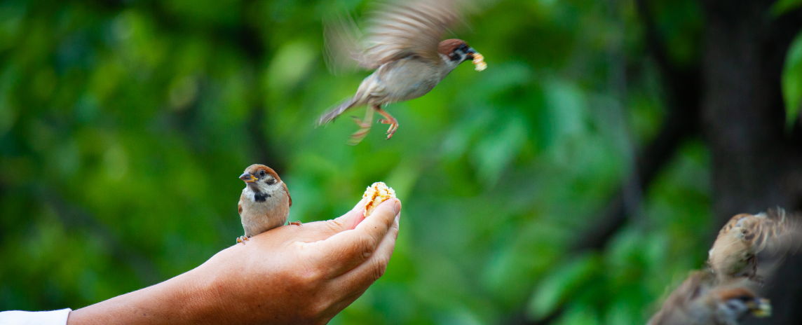 Animal Welfare